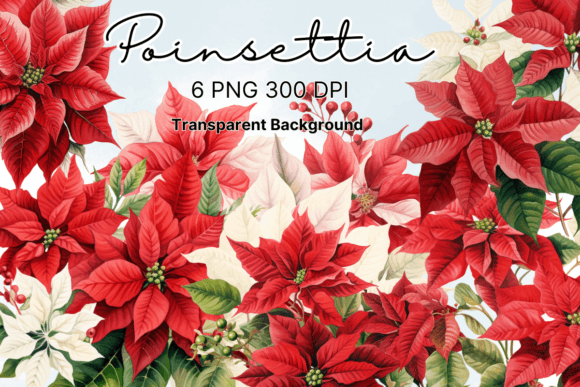 Poinsettia Christmas Flowers Clipart: Premium Illustrations